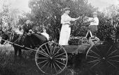 Picking oranges - Leesburg, Florida