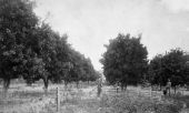 Two men in citrus grove