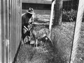 Captive deer at De Leon Springs