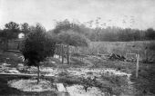 Turkey buzzards roosting on hen fence - De Land, Florida