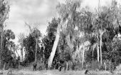 Group in wilderness - De Land, Florida