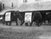 Elephants on parade for Washington's Birthday - Eustis, Florida