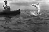 Tarpon jumping.