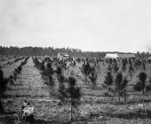 Tree farm pines 2-3 years old