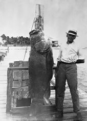 Fisherman with goliath grouper - Fort Pierce, Florida.