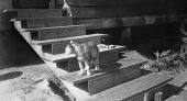 Cat on stairs of McNair-Black house - Hosford, Florida