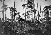 Corral and pen at surveyors' camp