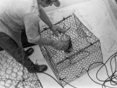 Baiting a crab trap - Panacea, Florida