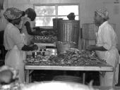 Picking crabs - Panacea, Florida.