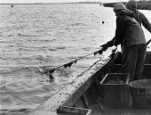 Recovering a crab trap in Panacea - Florida