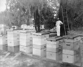 Harry Hewitt's beehives - Apopka, Florida