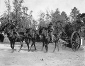 Logging with a mule drawn high wheeler at the Cherry Lake Rural Rehabilitation Project - Cherry Lake, Florida