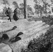 Couple running across felled trees