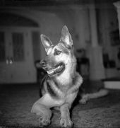 Dog in Dixon home - Jacksonville, Florida