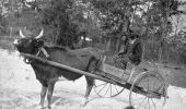D. Budd in ox cart - Jefferson County, Florida