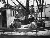 Shrimpers separating freshly caught Gulf of Mexico shrimp into different sizes