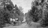 Wagons and carriages on north Meridian Road - Leon County, Florida