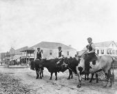 Four men riding steers on an Apalachicola street.