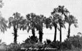 Palm trees along Old Tampa Bay - Oldsmar, Florida