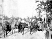 Field trials at Welaunee Plantation