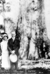Former President Calvin Coolidge and Mrs. Coolidge dedicating the "Senator" tree during a Florida visit.