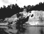 View of bluff - Apalachicola River, Florida