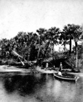 Palmettos on the Saint Johns River
