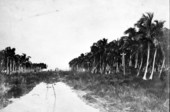 View south towards the viaduct - Long Key, Florida