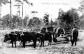 Land clearing with ox cart