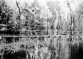 Charlie Bowlegs Creek, dam, and cypress trees - Highlands Hammock State Park, Florida