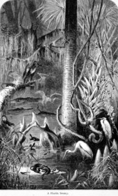 Lithograph of a Florida swamp