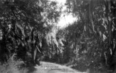 Old St. Augustine Road - Tallahassee, Florida.