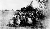 A flock of turkeys at the Dudley Farm - Newberry, Florida