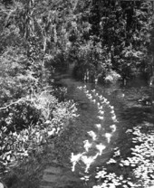 Tarpon Club in the Wakulla River
