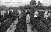 Celery harvesting in Florida