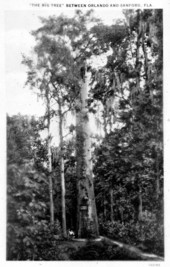The Senator cypress - Longwood, Florida