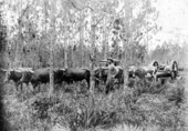 V.L. Roberts with his ox team