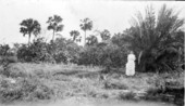 Olive K. Jamison standing in a grove - Wabasso, Florida