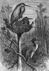 Engraving of herons