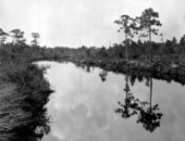 Stream - Pinellas County, Florida