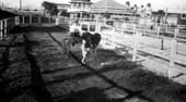Ostrich racing at Dixieland Park - Jacksonville, Florida.