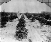 Young blueberry orchard and food crop of peas - Escambia County, Florida