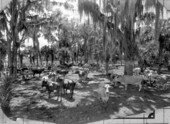 Dairy herd at a farm - Manatee County, Florida