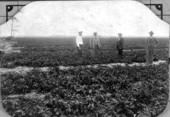 Four men standing in Irish potato field - Acadia Region, Florida