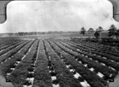 View of a 2-year-old satsuma grove near Marianna