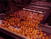 View showing oranges being washed - Winter Garden, Florida.