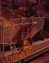 Oranges being conveyed to washer..