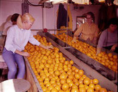 Workers looking over oranges.