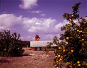 View looking towards truck being loaded in an orange grove.