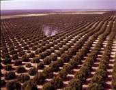 Aerial view of orange groves - Winter Garden, Florida.